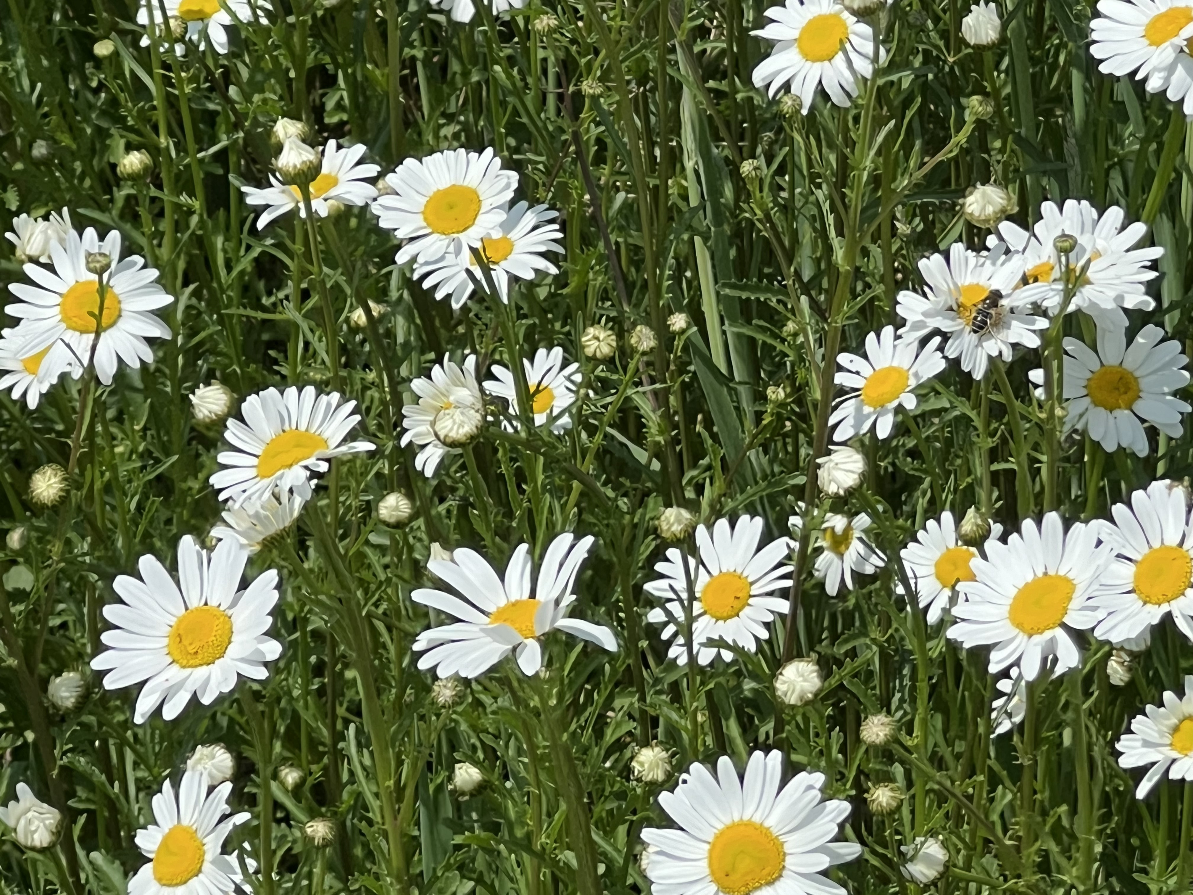 Naturheilkunde – Schmerzakupunktur